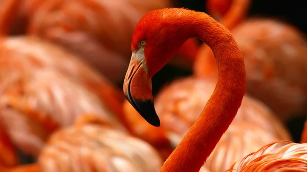 stock image Flamingo