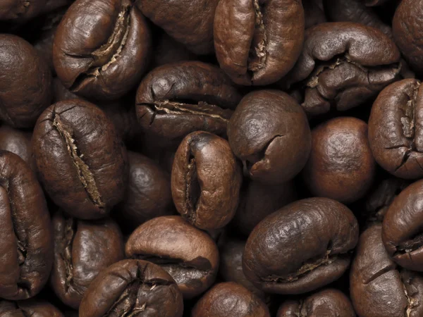 Peabody coffee beans — Stock Photo, Image