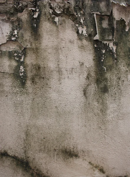 Стена с грязной плесенью — стоковое фото