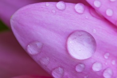 Makro petal pembe gerbera