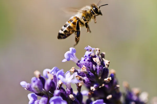 蜜蜂在紫色的花朵上 — 图库照片
