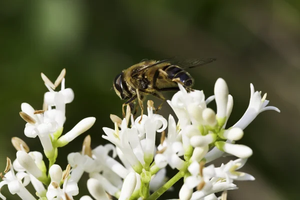 关于白花蜂 — 图库照片