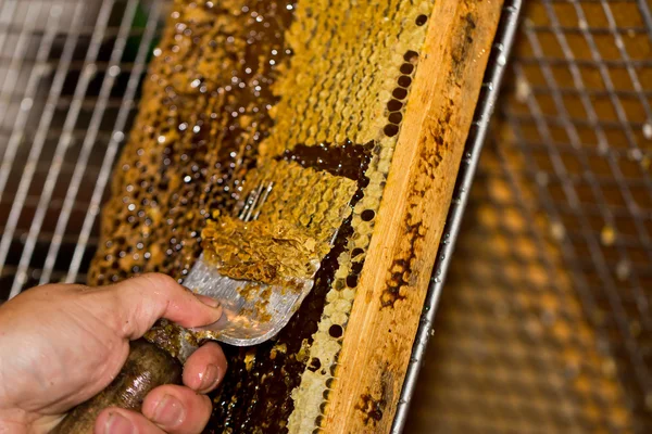 A honey comb being decapped with a fork — Stock Photo, Image