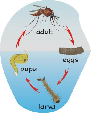 Mosquitoes - circle of life clipart