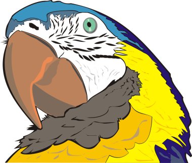 Parrot ara clipart