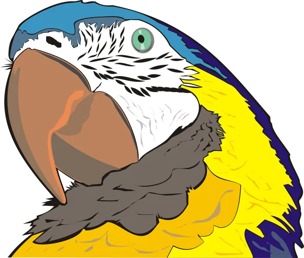 Parrot ara — Stock Vector