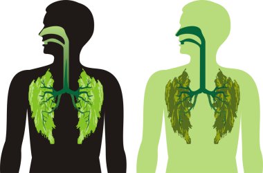 Green lung lobes - breathe deepl clipart