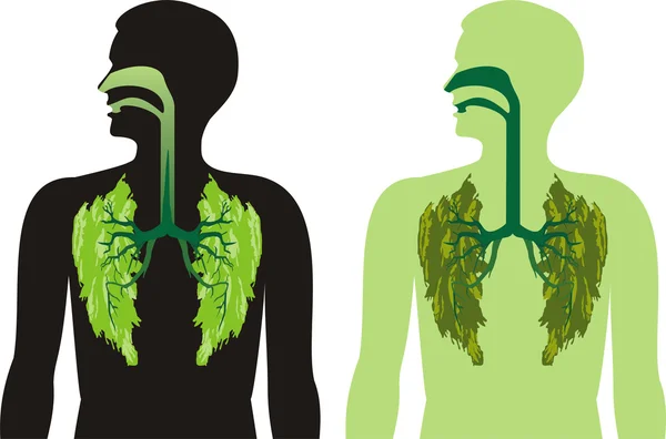 Lóbulos pulmonares verdes - respirar profundo — Vector de stock