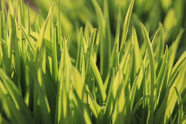 Fresh green grass — Stock Photo, Image