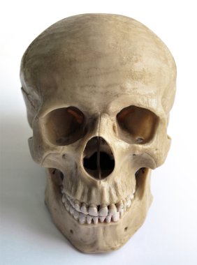 Skull Model clipart