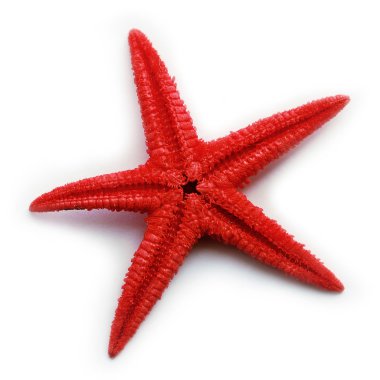 Starfish clipart