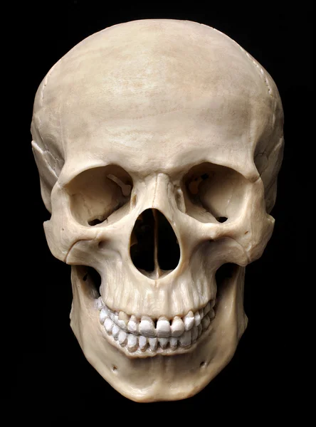 Modello di cranio — Foto Stock
