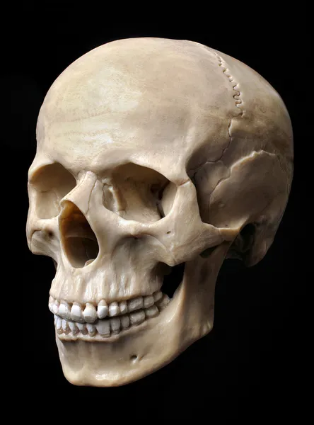 Modèle de crâne — Photo