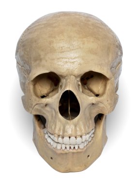 Skull Model clipart