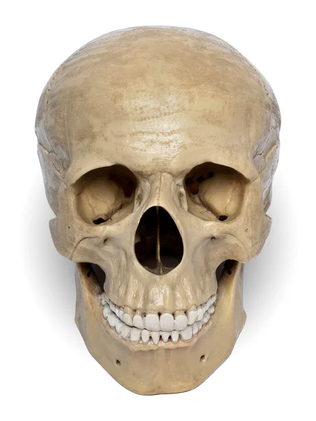 Модель черепа — стоковое фото
