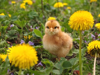 Dandelions arasında tavuk