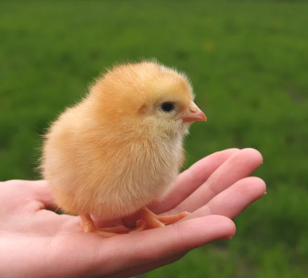 Kylling i en håndflade - Stock-foto