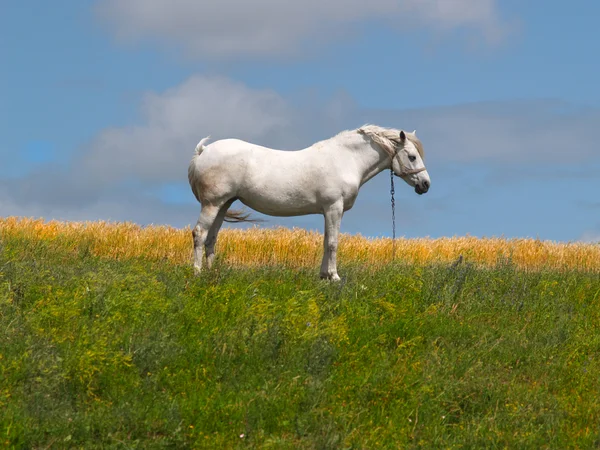 Белая лошадь стоит на траве — стоковое фото