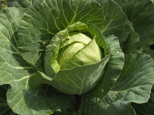 stock image Cabbage