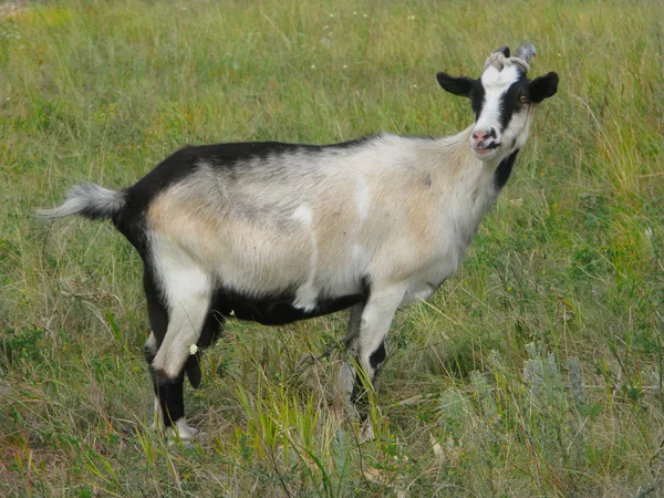 Cabra em uma grama verde — Fotografia de Stock
