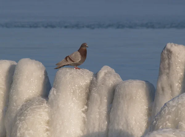 Blue rock pigeon on the bank of the winter sea