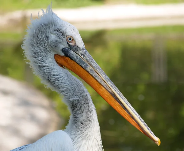 Stock image Portrait of a pelican