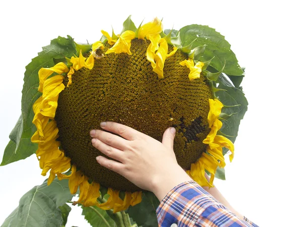 Hand auf einer Sonnenblume auf weißem Hintergrund — Stockfoto