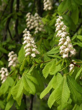 Horse-chestnut inflorescences clipart