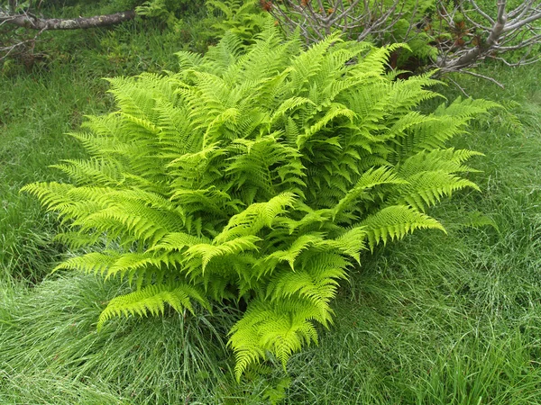 Fern arasında bir çim