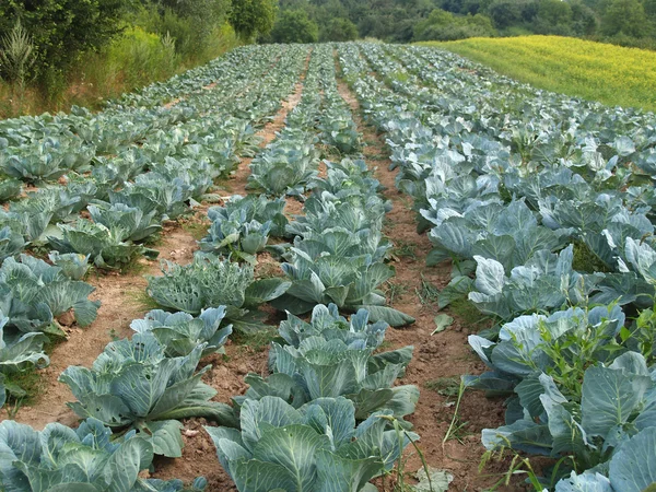 stock image Cabbage field