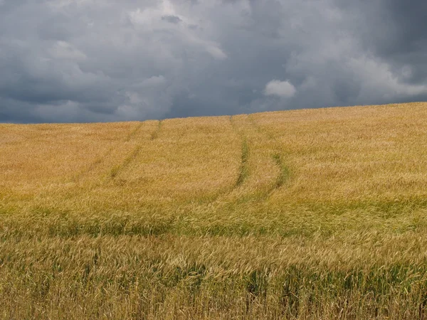Wheaten field before a thunder-storm — Stock Photo, Image