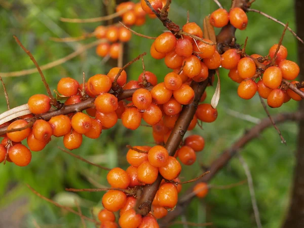 Sea-buckthorn berries — Stock Photo, Image