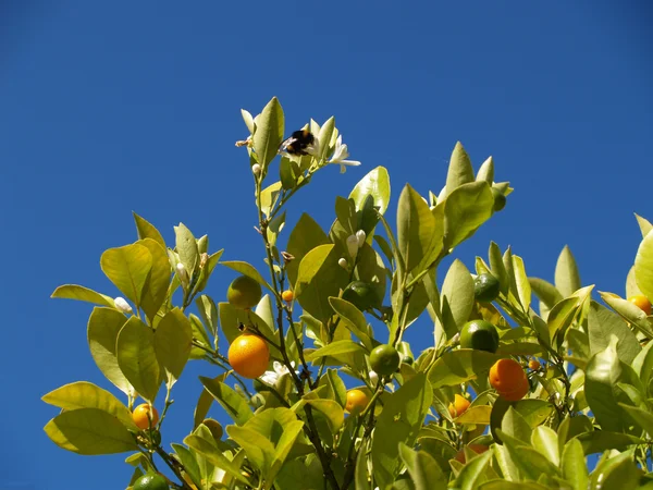 Wild orange tree with colors and fruits against the blue sky — Stock Photo, Image
