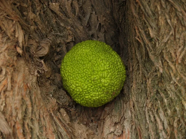 Fruit of an osage apple orange (an Adam's apple) in a bark crevice — Stock Photo, Image