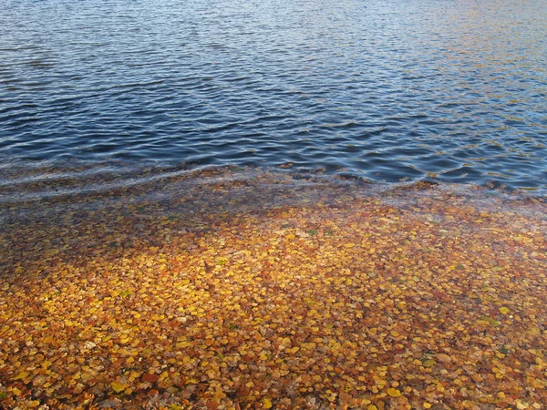 Autumn yellow leaves lie on water — Stock Photo, Image