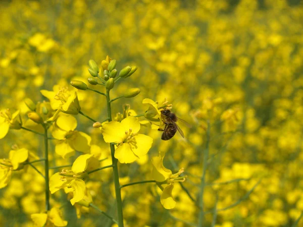 Пчела на цветке рапса — стоковое фото