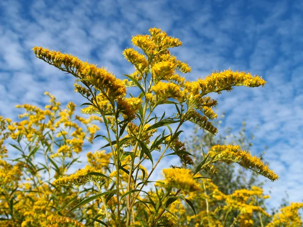 Blossoming golden rod Canadian against the sky