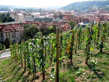 Young vineyard in the center of Prague, Czechia clipart