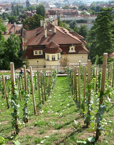 Mladé vinice v centru Prahy, czechia — Stock fotografie