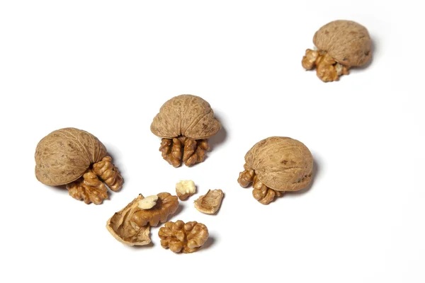Walnut in the manner of terrapins — Stock Photo, Image