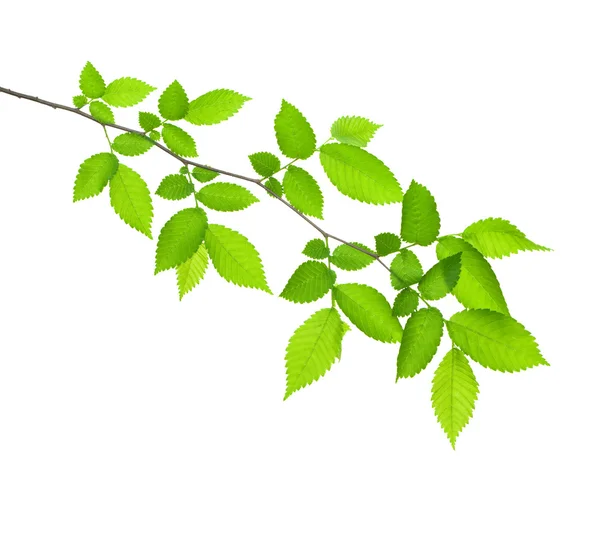 Gröna gren isolerade — Stockfoto