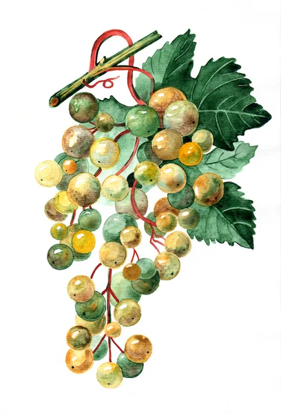 Cambada de uvas douradas — Fotografia de Stock