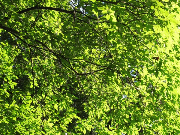 stock image Green-leaf, summer