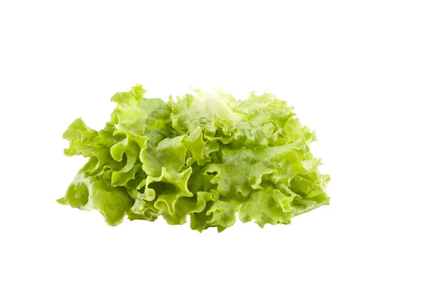 stock image Lettuce