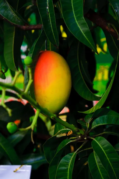 Свежий манго — стоковое фото