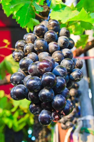 stock image Grape