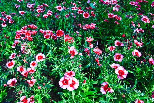 Květináč Dianthus Barbatus — Stock fotografie