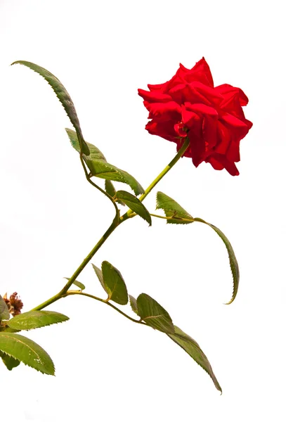 Rote Rose — Stockfoto