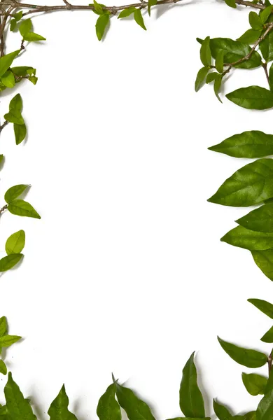 Em torno de canto verde folhas quadro — Fotografia de Stock