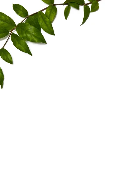 Oben links Ecke grüne Blätter Rahmen — Stockfoto